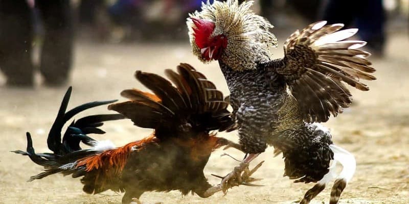Thường đánh vào vị trí hiểm của đối thủ