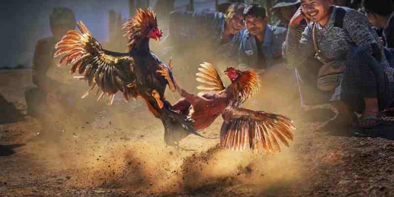 Những chiến kê hay áp dụng đá hang cua