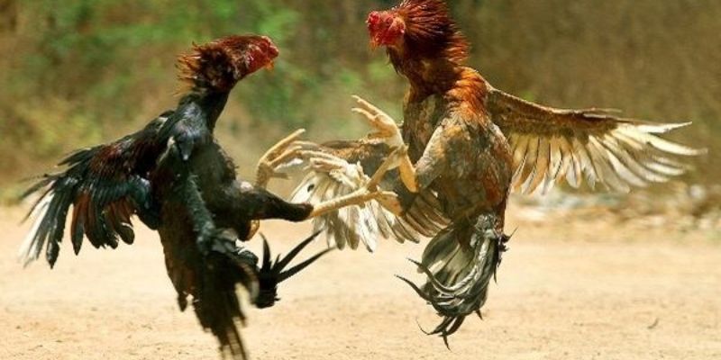 Những lưu ý đặc biệt khi tìm hiểu về vảy gà đòn trên thị trường