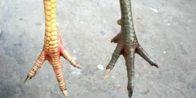 Thông tin liên quan đến vảy gà đòn bạn nên biết rõ